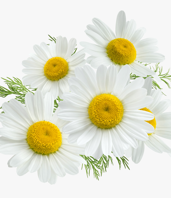 Chamomile essential oil