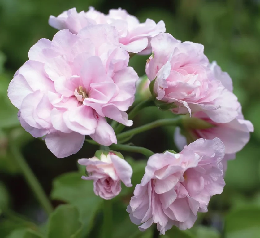geranium hydrosol